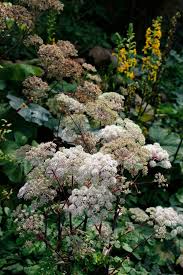 Image result for Angelica silvestris
