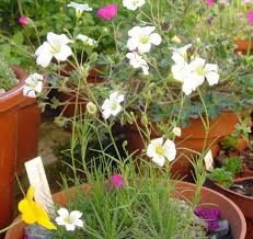 Attēlu rezultāti vaicājumam “Arenaria procera”