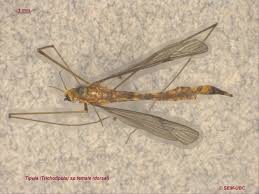 Attēlu rezultāti vaicājumam “Tipulidae female”