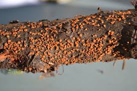 Attēlu rezultāti vaicājumam “Trichia crateriformis spores”