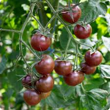 Afbeeldingsresultaat voor black cherry tomato