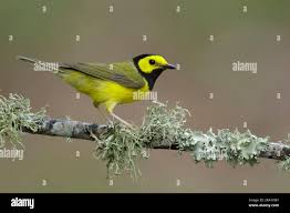 Image result for Wilsonia citrina