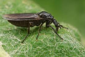 Attēlu rezultāti vaicājumam “Bibionidae female”