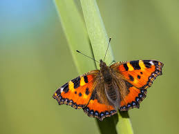 Attēlu rezultāti vaicājumam “Aglais urticae upperside”