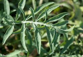 Attēlu rezultāti vaicājumam “Centaurea stoebe”