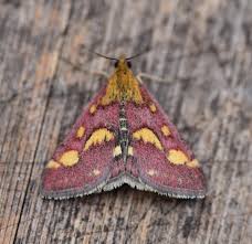 Attēlu rezultāti vaicājumam “Pyrausta purpuralis”