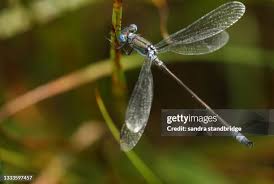 Attēlu rezultāti vaicājumam “Lestes dryas male”