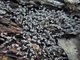 Attēlu rezultāti vaicājumam “Arcyria cinerea stalked”