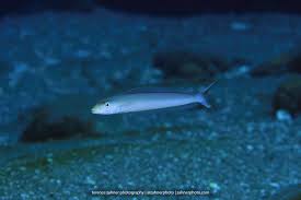 Image result for Malacanthus plumieri