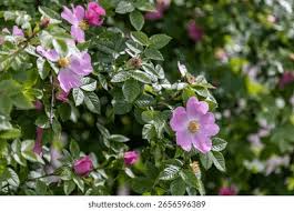 Attēlu rezultāti vaicājumam “Rosa villosa”