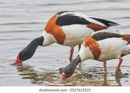 Attēlu rezultāti vaicājumam “Tadorna tadorna juvenile”