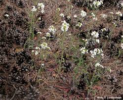 Attēlu rezultāti vaicājumam “Cardaminopsis arenosa”