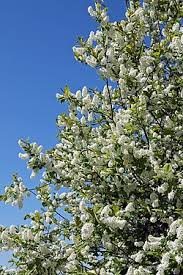 Attēlu rezultāti vaicājumam “Prunus (bird-cherry tree)”