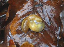 Attēlu rezultāti vaicājumam “Malacolimax tenellus”