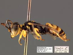 Attēlu rezultāti vaicājumam “Crabronidae”