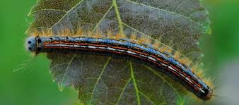 Attēlu rezultāti vaicājumam “Malacosoma neustria larva”