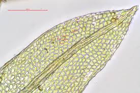 Attēlu rezultāti vaicājumam “Fissidens pusillus sporophyte”