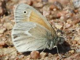 Attēlu rezultāti vaicājumam “Coenonympha tullia underside”