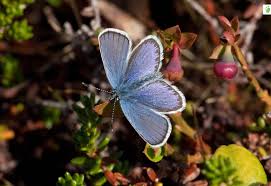 Attēlu rezultāti vaicājumam “Plebejus idas underside”