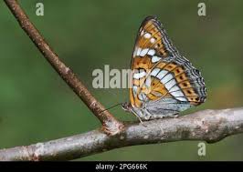 Attēlu rezultāti vaicājumam “Limenitis populi underside”
