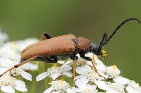 Attēlu rezultāti vaicājumam “Leptura rubra”