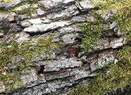 Attēlu rezultāti vaicājumam “Lycogala ustulatum”