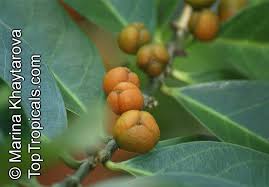 Attēlu rezultāti vaicājumam “Luzula multiflora fruit”