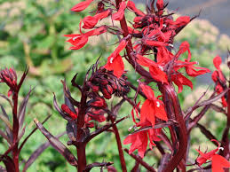 Image result for Lobelien