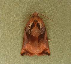 Attēlu rezultāti vaicājumam “Archips podana female”