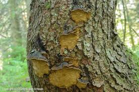 Attēlu rezultāti vaicājumam “Phellinus chrysoloma”