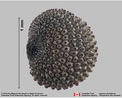 Attēlu rezultāti vaicājumam “Silene viscaria fruit”