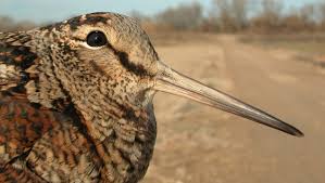 Attēlu rezultāti vaicājumam “Scolopax rusticola juvenile”