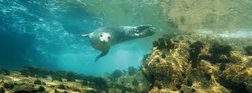 Image result for Wyndley Seals Snorkelling Club