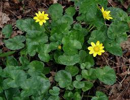 Attēlu rezultāti vaicājumam “Ficaria verna”