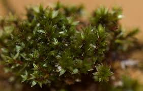 Attēlu rezultāti vaicājumam “Bryum moravicum”