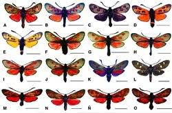 Attēlu rezultāti vaicājumam “Zygaenidae”