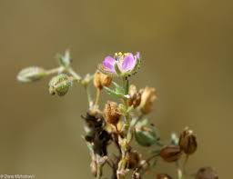 Attēlu rezultāti vaicājumam “Spergularia rubra leaf”