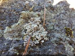 Attēlu rezultāti vaicājumam “Craterium leucocephalum var. scyphoides”