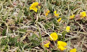Attēlu rezultāti vaicājumam “Potentilla arenaria bud”