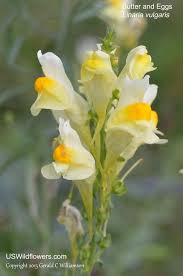 Attēlu rezultāti vaicājumam “Linaria vulgaris flower”