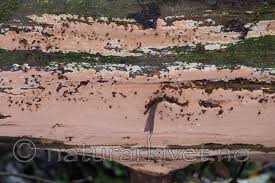 Attēlu rezultāti vaicājumam “Junghuhnia collabens”