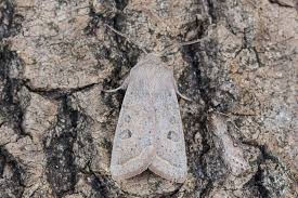 Attēlu rezultāti vaicājumam “Orthosia gracilis”