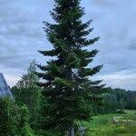 Attēlu rezultāti vaicājumam “Abies sibirica”