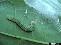 Attēlu rezultāti vaicājumam “Aphis confusa”