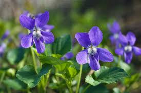 Attēlu rezultāti vaicājumam “Viola reichenbachiana”