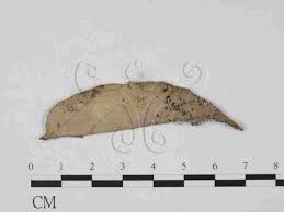 Attēlu rezultāti vaicājumam “Diachea leucopodia”