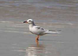 Attēlu rezultāti vaicājumam “Sterna”