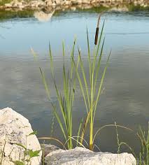 Attēlu rezultāti vaicājumam “Typha angustifolia  fruit”