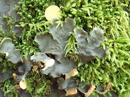 Attēlu rezultāti vaicājumam “Peltigera canina”