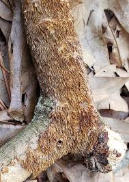 Attēlu rezultāti vaicājumam “Enteridium olivaceum macro”